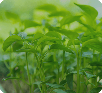 Cosechas más abundantes y sostenibles